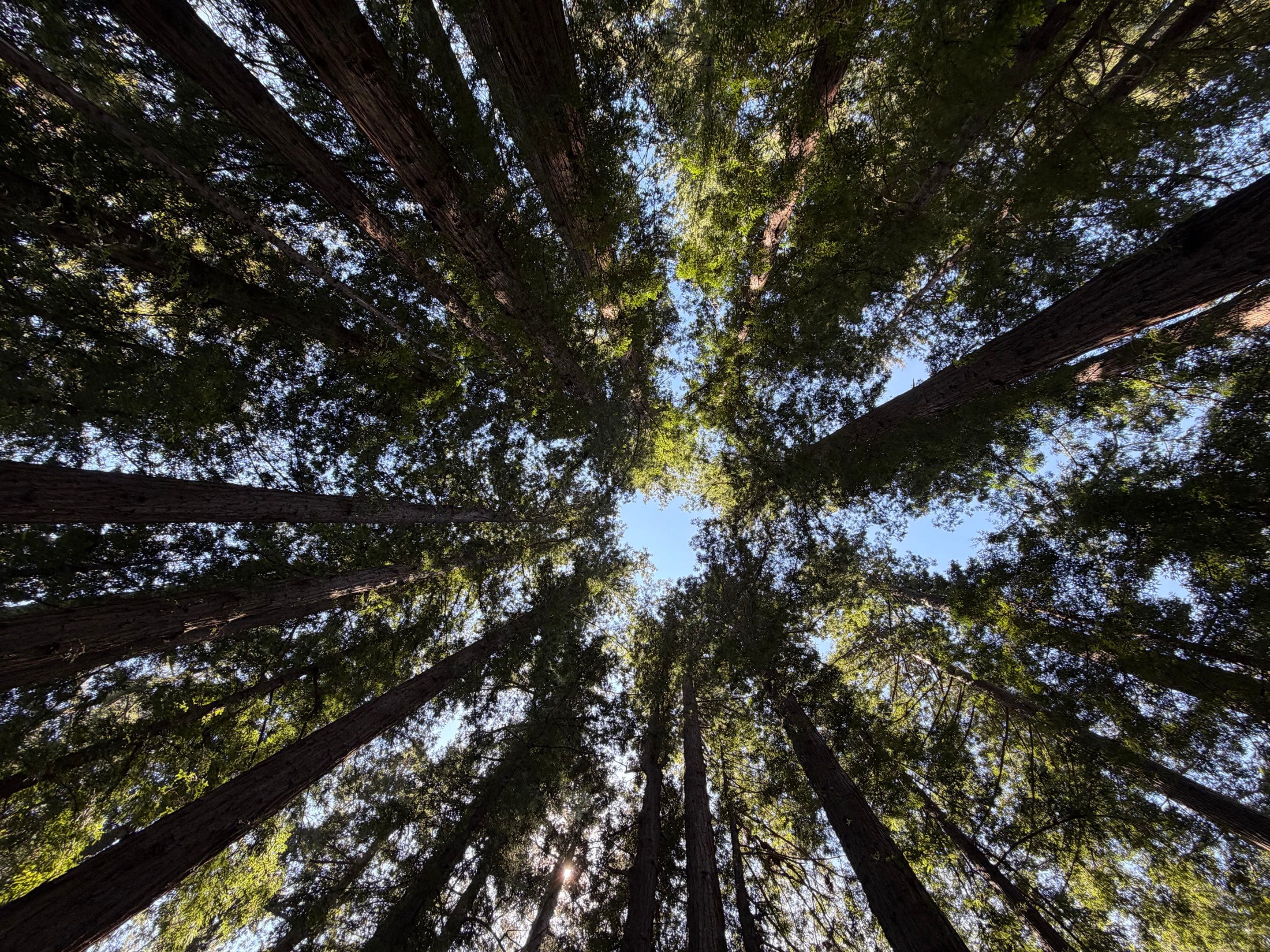 Henry Cowell Redwoods State Park backdrop