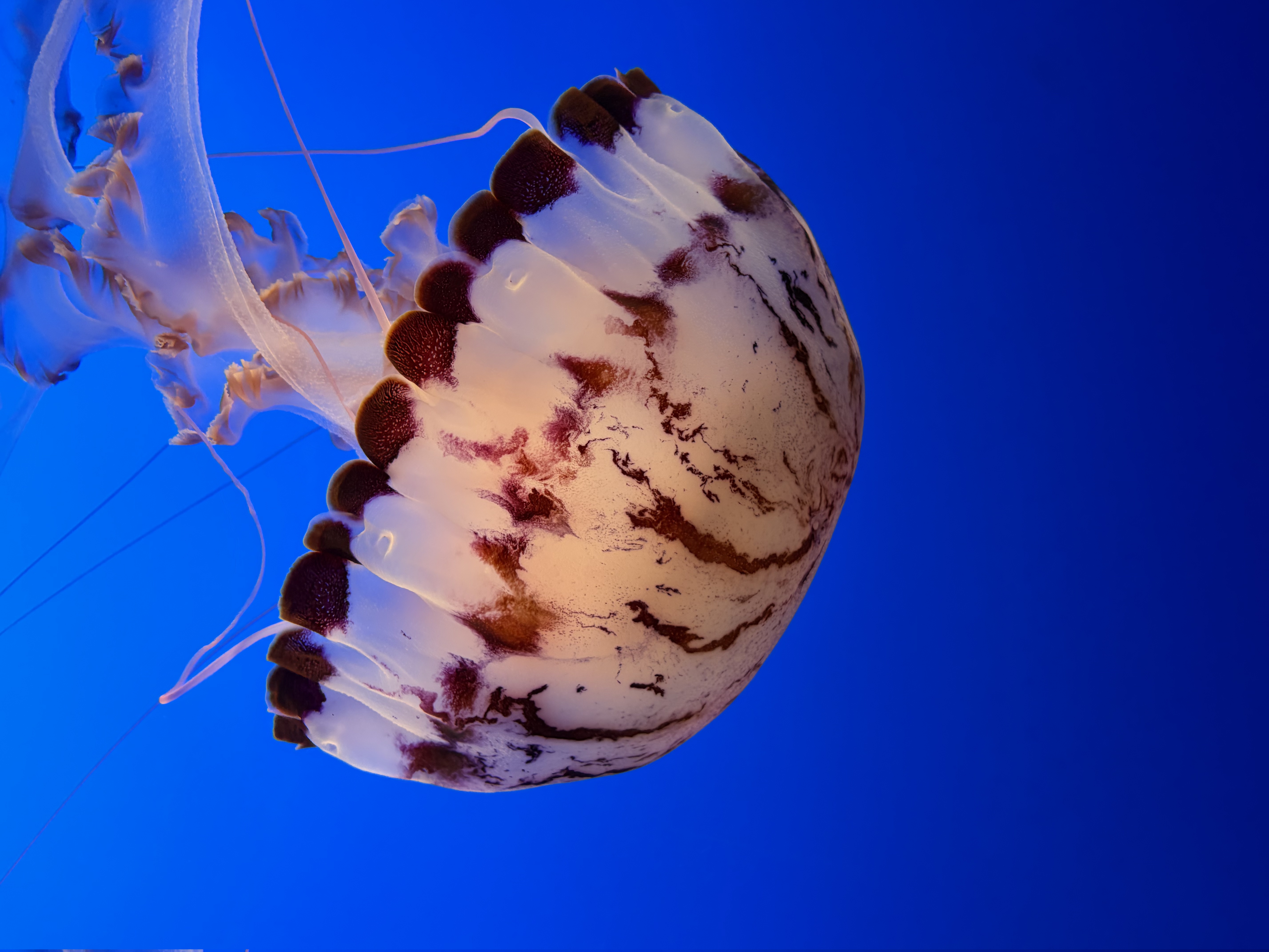 Purple-Striped Jelly backdrop